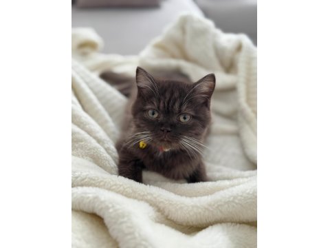 Chocolate British Shorthair