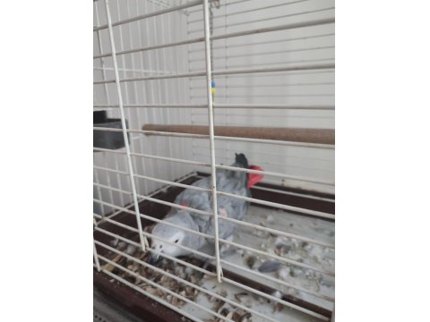 Red Factor Jako Papağanı