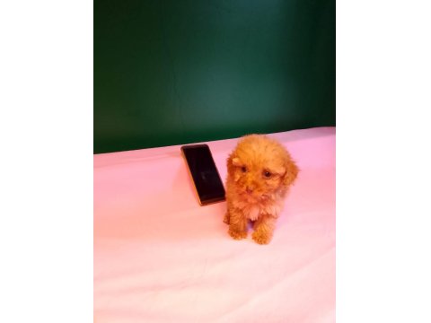 Teacup Poodle Yavrusu Köpeklerimiz