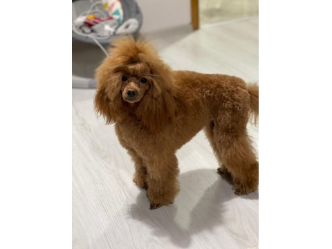 Teacup Toy Poodle Yavrular