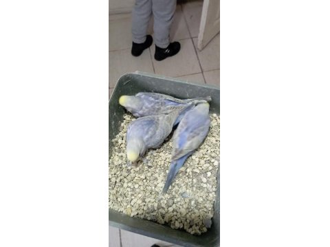 Rainbow Violet Muhabbet Kuşu Yavrular