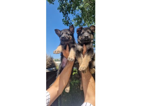 Safkan Alman Kurdu Yavruları