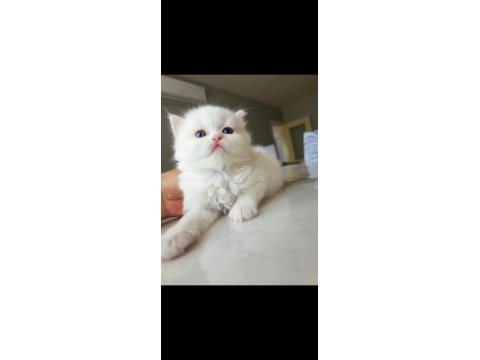 British Shorthair Bebekleri