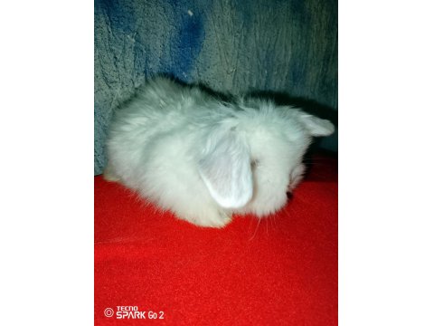Teddy Lop Tavşan Yavrular 30 Günlük Mavi Göz