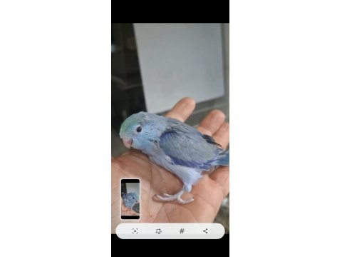 Yavru Turkuaz Erkek Cobalt Forpus Papağanı