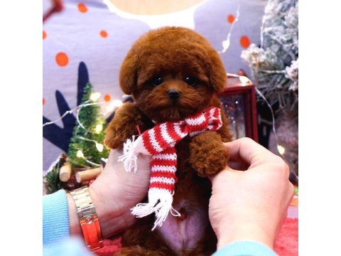 Toy Poodle Köpeği
