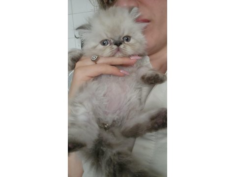 Ev Sıcaklığında Safkan Himalayan Persian Yavrular