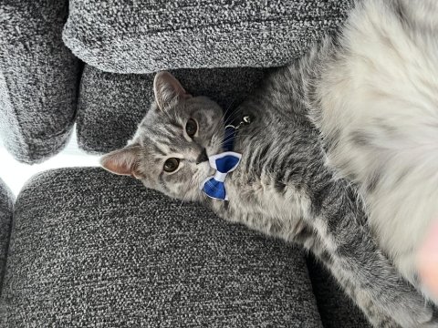 Kedimizi Sahiplendirme