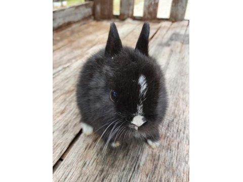 Hollanda Cüce Tavşanı Yavrular