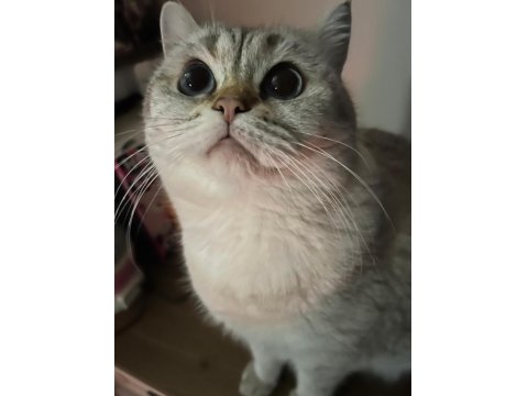 5 Yaşında British Shorthair Ücretsiz Sahiplendirme