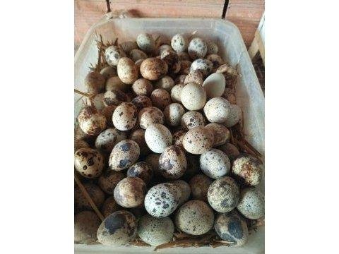 En Uygun Bıldırcın Yumurtası