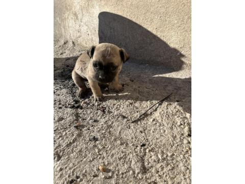 Pug Mops 2 Yaşında Yavrusu 2 Aylık Aşıları Tam