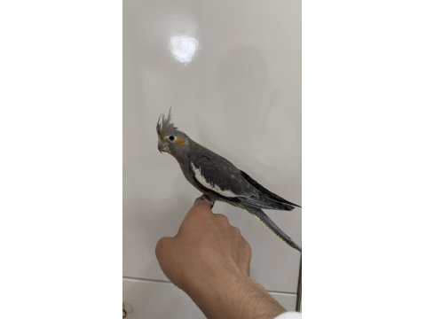 Sultan Papağanlar Sahiplendirilecekler