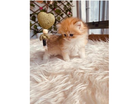 Orjinal British Longhair Erkek