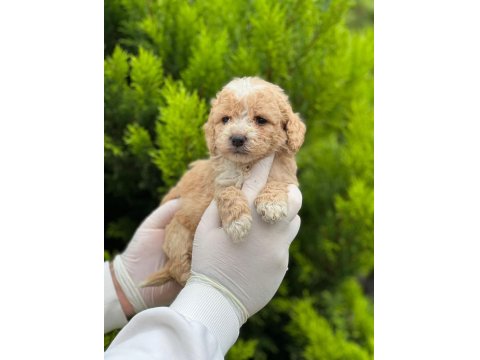Kampanyalı Poodle Bebekler