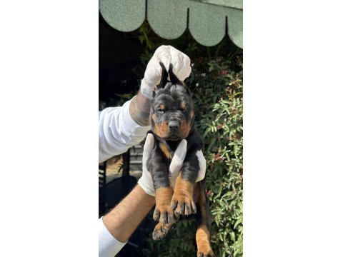 Şeceresiz Black Tan 30 Günlük Özel Doberman Yavrusu