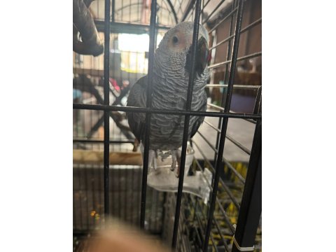 9 Aylık Jako Papağanı Kızımız Yeni Ailesini Arıyor