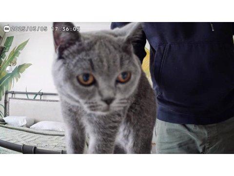 Turşu Kız British Shorthair 7 Aylık Her Şeyi Tam