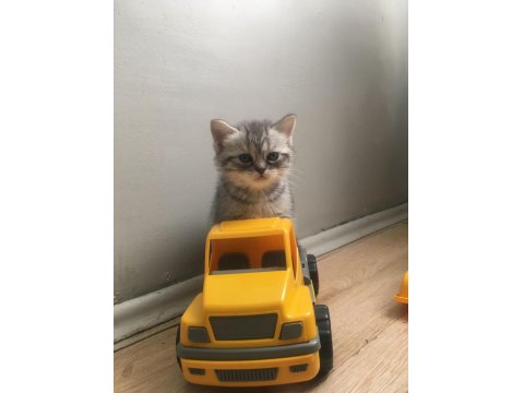 British Shorthair 3 Aylık Yavrum
