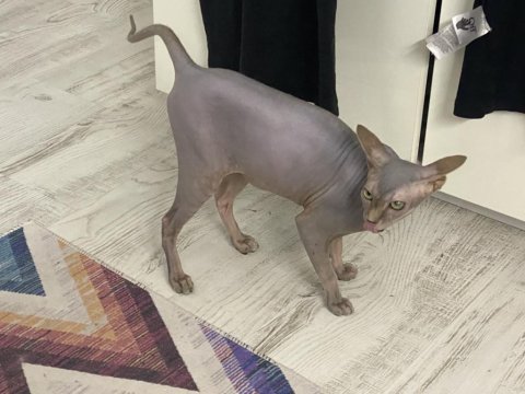 7,5 Aylık Erkek Sfenks