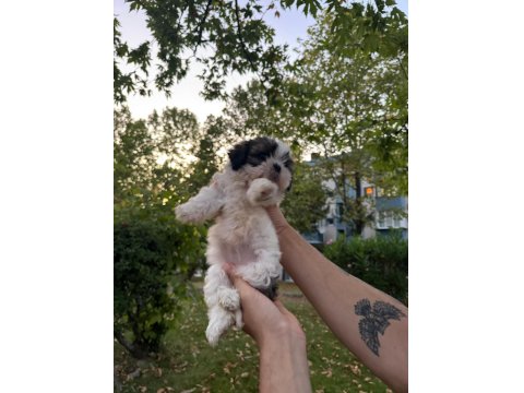Güzeller Güzeli Dişi Shih Tzu