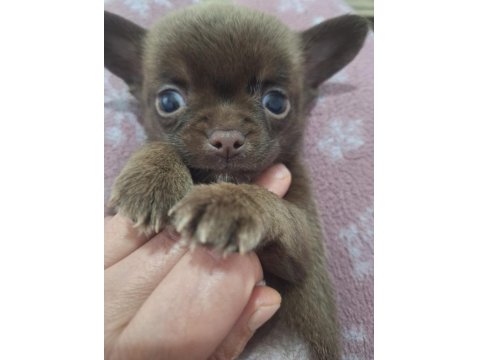 Sıfır Beden Chihuahua Yavrular 40 Günlük