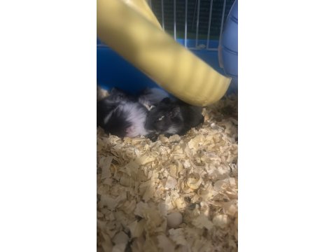 Yavru Gonzales Hamster 1 Aylık