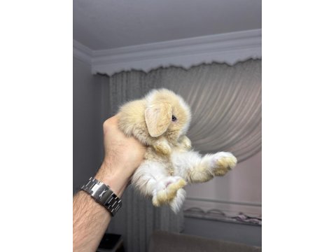 Safkan Tavşan Yavruları Her Yere Gönderilir