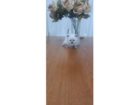 British Yavrular Sahiplendirilecektir