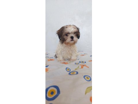 Ev Ortamında Büyüyen Shih Tzu Köpekler
