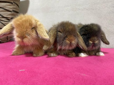 Safkan Hollanda Cüce Ve Mini Tavşanı Her Yere Gönderi