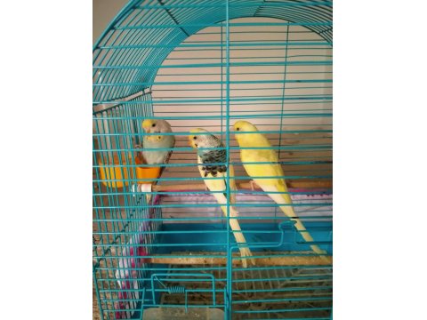 Hobi Olarak Baktığım Kuşlar Yavru Yaptılar