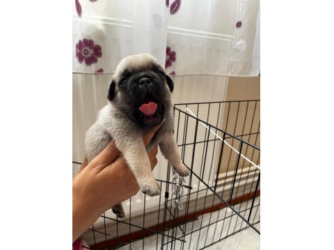 Pug Bebekler
