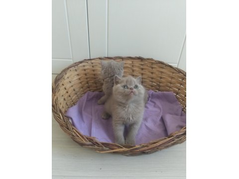 Show Kalite Bebek Kediler