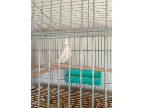 Albino Dişi Anaç Sultan Papağanı