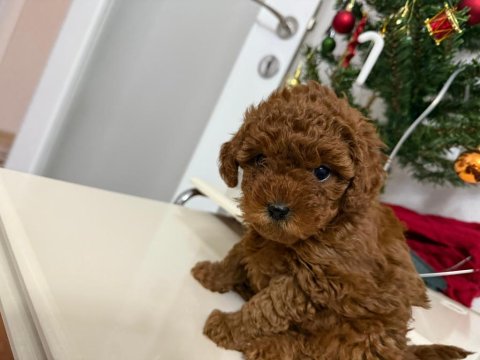2 Aylık Dişi Toy Poodle