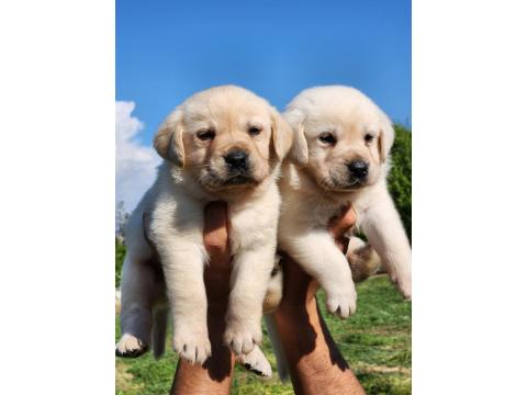 A Kalite Labrador Yavrularımız