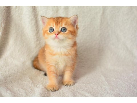 Harika Rengi İle Golden British Shorthair