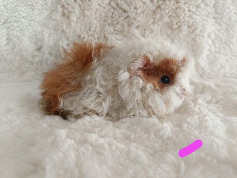 Yavru Guinea Pig
