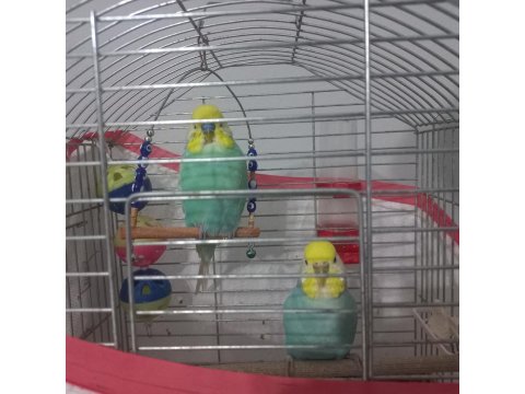 1 Dişi Ve 1 Erkek Rainbow Kanlı Muhabbet Kuşlarım