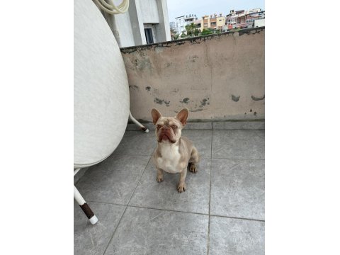 New Shade Isabella French Bulldog