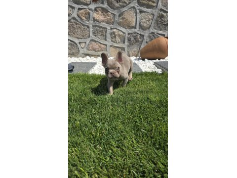 Yeşil Göz İzabella Erkek French Bulldog