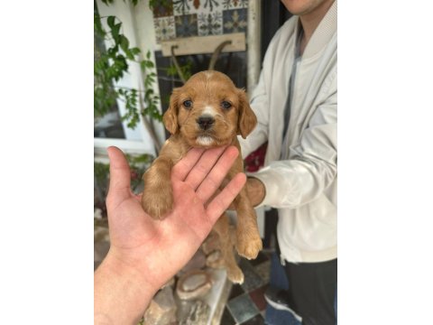 Satılık 45 Günlük American Cocker Yavrular Yeni Yuva Arıyor