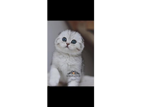 Canım Tosbik Silver Scottish Fold Shorthair