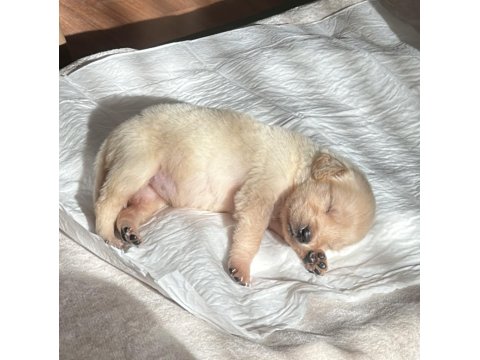 Yavru Golden Retriever Köpeğim