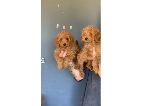 Burkem Ailesinden Muhteşem Poodle Yavruları