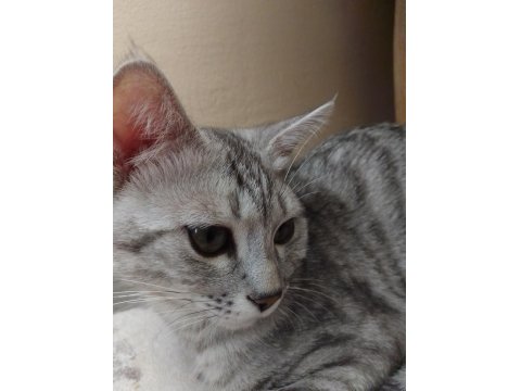 5 Aylık British Shorthair