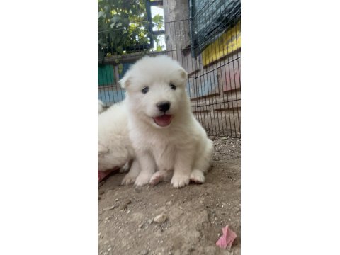 Kar Topu Samoyed Köpekler
