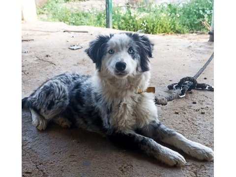Sağlıklı Safkan Border Collie Bebekler