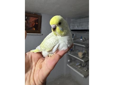 Muhabbet Kuşumuz Bebek Maşallah